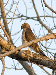 Coopers Hawk